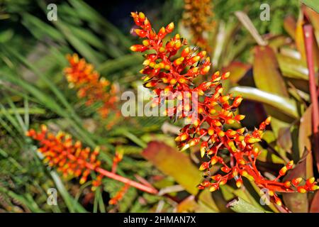 Bromelien Blumen auf tropischen Garten Stockfoto