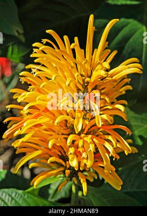 Brasilianische Blütenplume (Justicia umbrosa oder Justicia aurea) Stockfoto