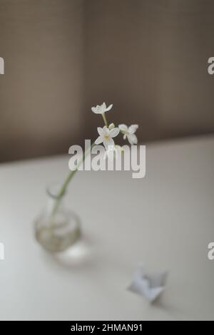 daffodil in einer Vase auf dem Tisch in einem sonnigen Raum Stockfoto