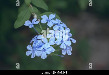 Nahaufnahme eines kleinen Zweiges aus blauem Jasmin mit Blumen. Blaue Jasminblüte von Plumbago. Selektiver Fokus auf weichen Hintergrund. Stockfoto