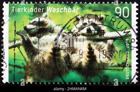 DEUTSCHLAND - UM 2019: Ein in Deutschland gedruckter Stempel zeigt einen gemeinen Waschbär, procyon lotor, ist ein mittelgroßes Säugetier, das um 2019 in Nordamerika beheimatet ist Stockfoto