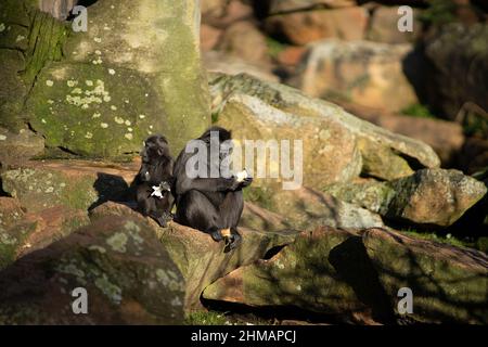 Zwei schwarze Crested-Makaken von den beiden, die auf einem Felsen in der Sonne sitzen und essen Stockfoto