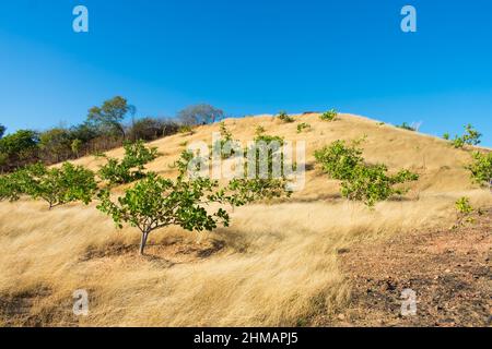 Junge Cashewbäume auf einer hügeligen Wiese in Oeiras, Bundesstaat Piaui (Nordostbrasilien) Stockfoto