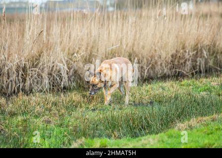 Malinois in rauem, grün bewachsenem, naturbelassenen Gelände auf der Suche nach Duftspuren von Hasen und Fasanen, die unsichtbar unter dem verwelkten Schilf versteckt sind Stockfoto