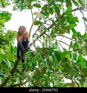 Panamaischer Kapuzineraffen mit weißem Gesicht (Cebus-Imitator), Tortuguero-Nationalpark, Costa Rica. Stockfoto