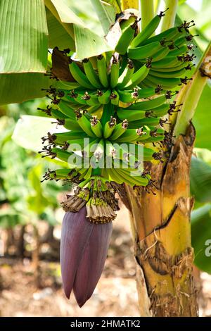 Blütenstand einer Bananenpflanze mit grünen Früchten. Stockfoto