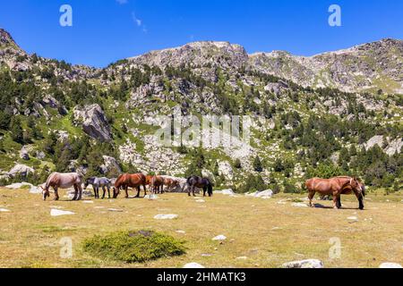 Sommerlandschaft in La Cerdanya, Pyrenäen mit Bergpferden, Katalonien, Spanien. Stockfoto