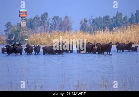 Wasserbüffel in einem flachen Sumpf, Hula Nature Reserve, Israel Stockfoto