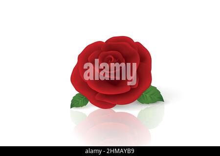 Vektor 3D realistische rote Blumenrose Nahaufnahme isoliert auf Weiß. Rose Bud Designvorlage. Hintergrund mit dekorativer Rose. Design-Vorlage von Rose Stock Vektor