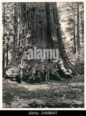 Grizzly Giant, ein Mammutbaum mit einem Durchmesser von 33 Fuß in Mariposa Grove, Kalifornien, 1890s. Antike Fotografie Halbton einer Fotografie Stockfoto