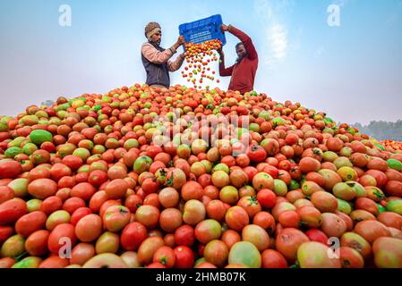 Bauern sortieren und verpacken frische rohe rote Tomaten zum Verkauf. Stockfoto
