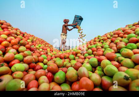 Bauern sortieren und verpacken frische rohe rote Tomaten zum Verkauf. Stockfoto
