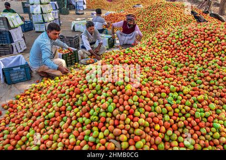 Bauern sortieren und verpacken frische rohe rote Tomaten zum Verkauf. Stockfoto