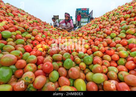 Bauern sortieren und verpacken frische rohe rote Tomaten zum Verkauf. Stockfoto