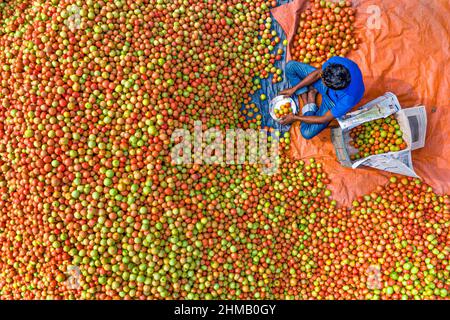 Bauern sortieren und verpacken frische rohe rote Tomaten zum Verkauf. Stockfoto
