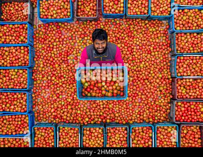Bauern sortieren und verpacken frische rohe rote Tomaten zum Verkauf. Stockfoto