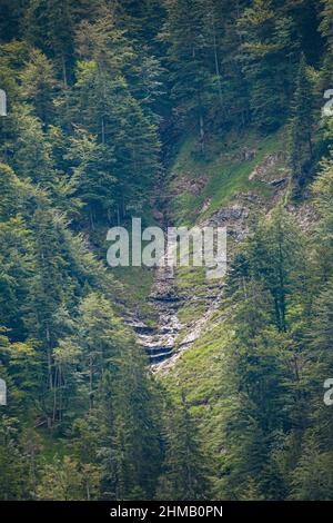 Felsen und Bäume in den Bergen Stockfoto