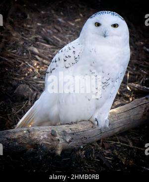 Verschneite Eule Calgary Zoo Alberta Stockfoto