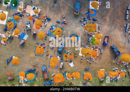 Bauern sortieren und verpacken frische rohe rote Tomaten zum Verkauf. Stockfoto