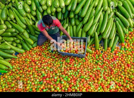 Bauern sortieren und verpacken frische rohe rote Tomaten zum Verkauf. Stockfoto