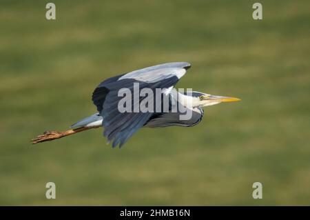 Heron im Flug von der Seite aus gesehen Stockfoto