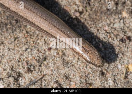 Östlicher Slowworm oder östlicher Slowworm (Anguis colchica), eine Art, die kürzlich vom gewöhnlichen Slowworm (Anguis fragilis), Estland, getrennt wurde. Stockfoto