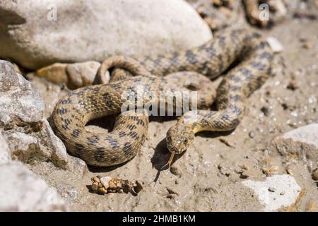 Viperine Wasserschlange oder viperine Schlange (Natrix maura). Stockfoto