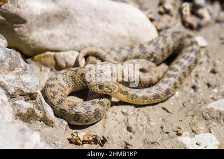 Viperine Wasserschlange oder viperine Schlange (Natrix maura). Stockfoto