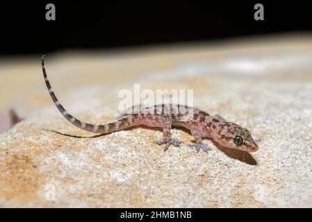 Mediterraner Hausgecko (Hemidactylus turcicus). Stockfoto