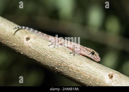 Mediterraner Hausgecko (Hemidactylus turcicus). Stockfoto