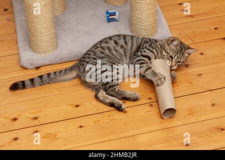 Ein niedliches Kätzchen, das mit einem Pappröhrchen spielt Stockfoto