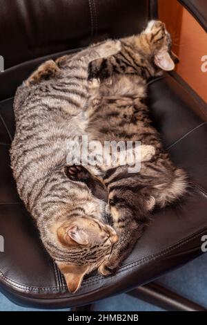 Zwei Kätzchen schlafen zusammen auf einem Bürostuhl Stockfoto