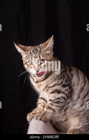 Nahaufnahme der Hauskatze auf schwarzem Hintergrund Stockfoto