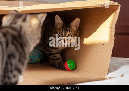 Zwei Kätzchen, die in einem Karton spielen Stockfoto