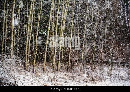 Starker Schneefall in Wald und Wiese, Winterzeit. Stockfoto