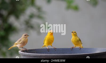 Canarinhos (Sicalis flaveola) Stockfoto