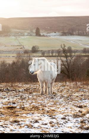 Ein weißes Pferd, das im Winter auf einem verschneiten Feld steht Stockfoto