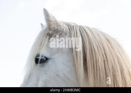 Eine Nahaufnahme eines weißen Pferdes Augen und Ohren. Stockfoto