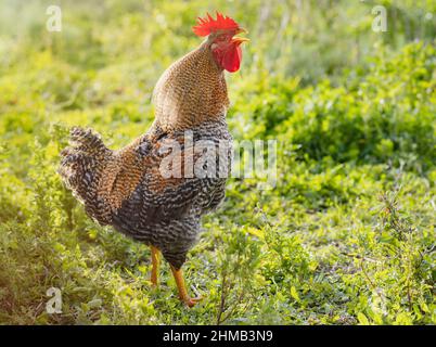 Hahn kräht am Morgen Stockfoto