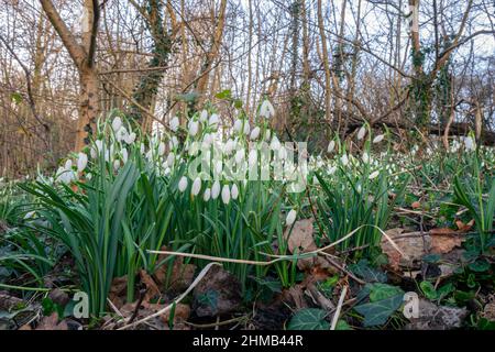 Eine große Anzahl von Schneeglöckchen blüht (Galanthus nivalis) in einem Park an einem Tag im Februar Stockfoto