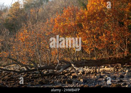 Ein gefallener Baum mit nach oben wachsenden Ästen, Gravitropismus Stockfoto