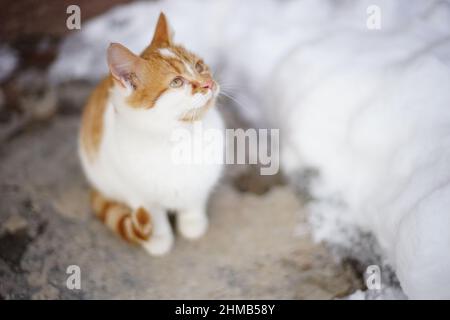 Am Wintertag sitzt ein junges, rotweißes Kätzchen auf einem Gehsteig. Stockfoto