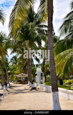 Ein von Palmen gesäumter Weg am Strand entlang mit einer Strandbar im Hintergrund auf San Pedro, belize. Stockfoto