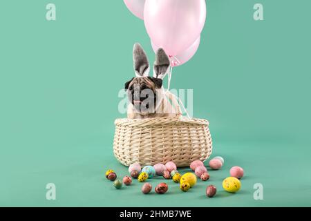 Lustige Mops Hund mit Hasenohren und Ostereier sitzen im Korb auf farbigem Hintergrund Stockfoto