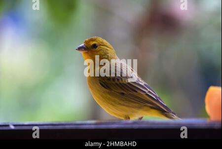Canarinhos (Sicalis flaveola) Stockfoto