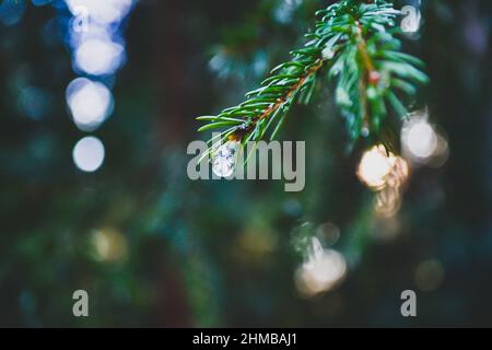 Wassertropfen auf Baum. Schmelzender Schnee oder Tau auf der grünen Thuja mit Wassertropfen, grüner floraler Hintergrund immergrüner Nadelbäume. Hochwertige Fotos Stockfoto