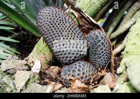 Der Samen des Pandanus reflexus wird oft als Palme auf Stelzen in einem Moskauer Apothekengarten bezeichnet Stockfoto