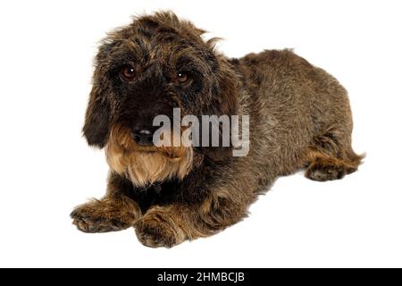 Dackel Hund isoliert auf einem sauberen weißen Hintergrund Stockfoto