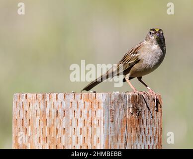 Goldgekrönter Sperlingszüchter, der auf einem Zaunpfahl thront. Santa Clara County, Kalifornien, USA. Stockfoto