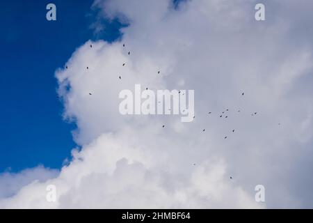 Schwarm von Krähen, die gegen einen bewölkten Himmel fliegen Stockfoto